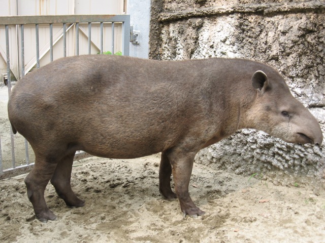 ブログ記事「いつ生まれるの？」のサムネイル画像