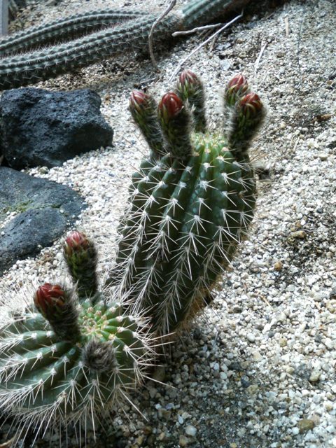 ブログ記事「からだはコワイけれど綺麗な花　（サボテン）」のサムネイル画像
