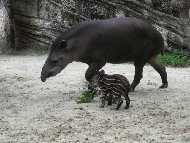 ブログ記事「ブラジルバクあかちゃんの展示時間が長くなります！」のサムネイル画像
