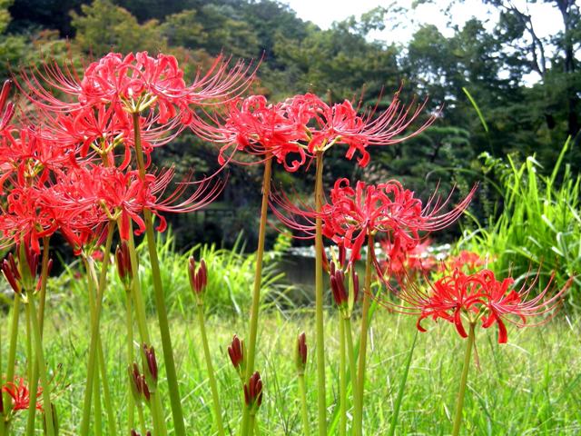 ブログ記事「お彼岸はヒガンバナ！」のサムネイル画像