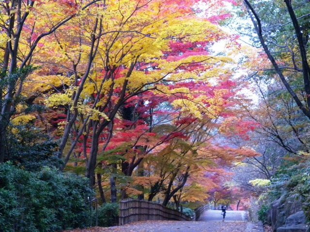 ブログ記事「紅葉が見頃です！」のサムネイル画像