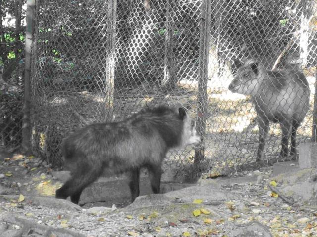 ブログ記事「ニホンカモシカのお見合い」のサムネイル画像