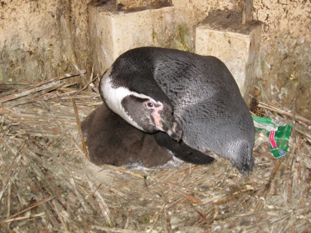 ブログ記事「ペンギン島で耳をすませば...。」のサムネイル画像