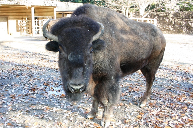 ブログ記事「東山動物園の干支の動物」のサムネイル画像