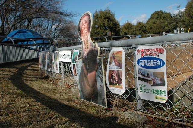ブログ記事「カバの写真展開催中」のサムネイル画像