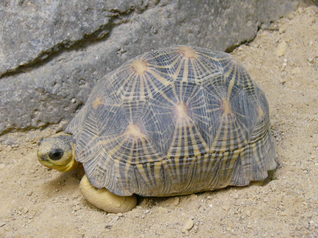 世界一美しいリクガメ オフィシャルブログ 東山動植物園