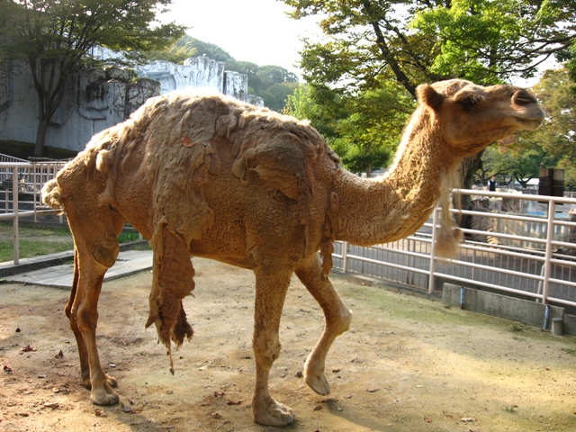 ブログ記事「ラクダ舎でよくある疑問」のサムネイル画像