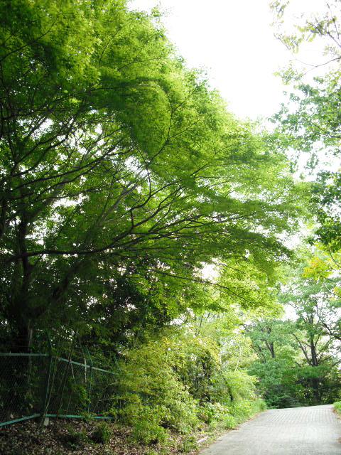 ブログ記事「新緑がきれいな季節です」のサムネイル画像
