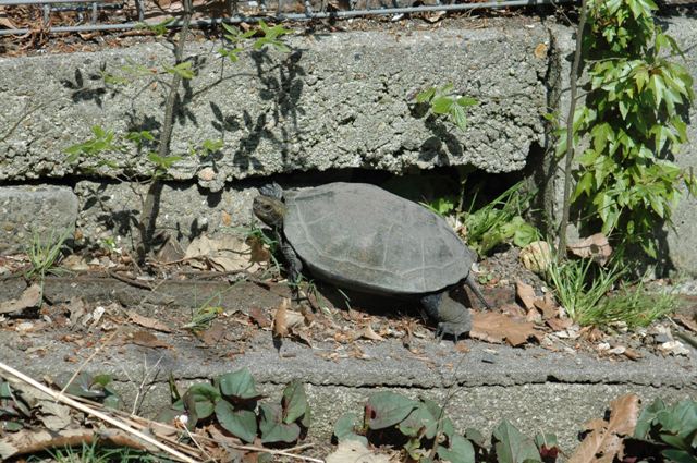 ブログ記事「ペリカン池のカクレキャラ？」のサムネイル画像