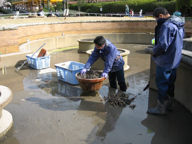 ブログ記事「植物園でスイレンの株分けを行いました」のサムネイル画像