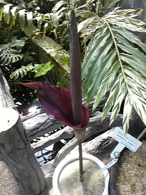 ブログ記事「水生植物室の臭い理由は？」のサムネイル画像