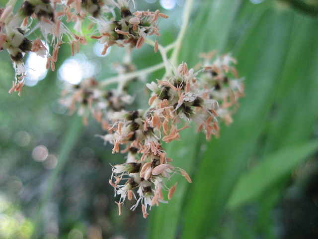 ブログ記事「中央ヤシ室の花」のサムネイル画像
