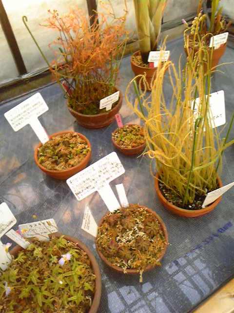 ブログ記事「食虫植物に変わりました」のサムネイル画像