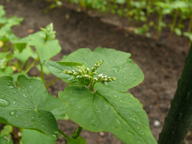 ブログ記事「ソバの花がまもなく見られます！」のサムネイル画像