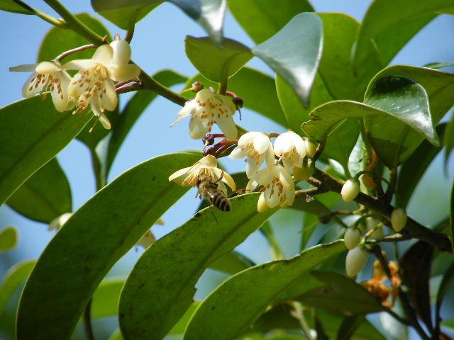 ブログ記事「目立つばかりが花じゃない」のサムネイル画像