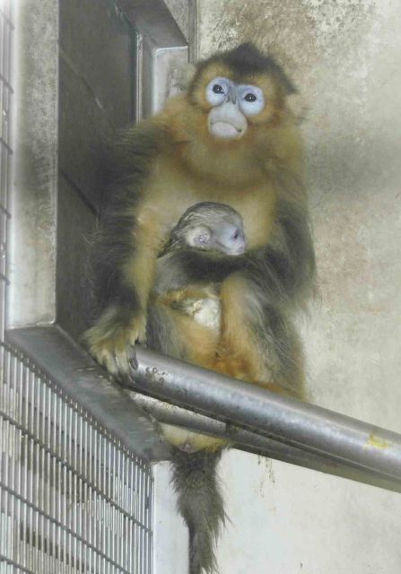ブログ記事「キンシコウの出産」のサムネイル画像