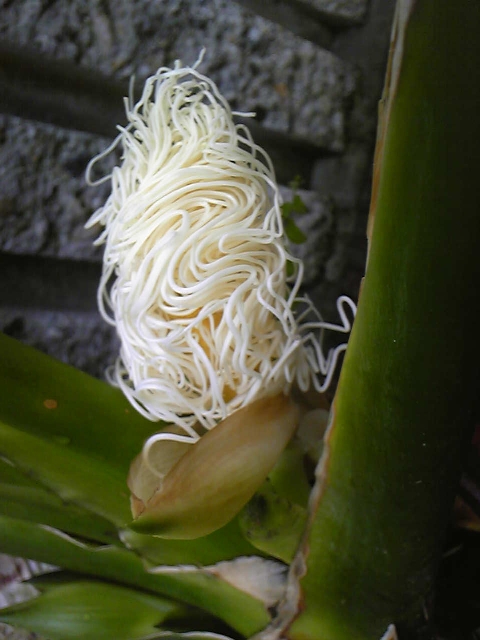 ブログ記事「スパゲティーの花」のサムネイル画像