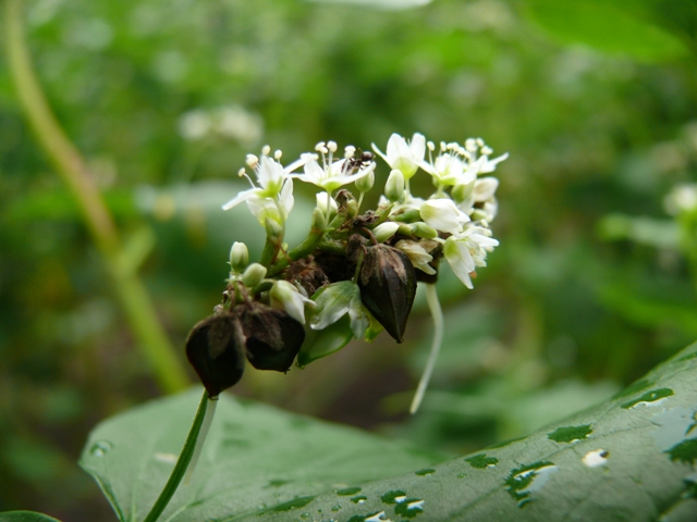 ブログ記事「着々と姿を現す里の植物たち」のサムネイル画像