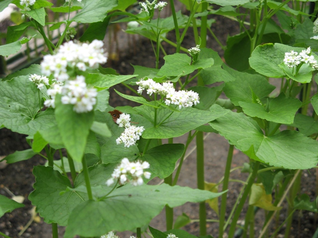 ブログ記事「ソバの花が見られます！」のサムネイル画像