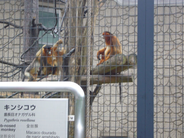 ブログ記事「東山動物園サポーター限定のイベントが開催されました」のサムネイル画像