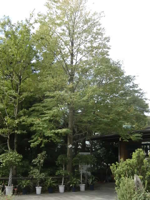 ブログ記事「カツラの甘い香り」のサムネイル画像