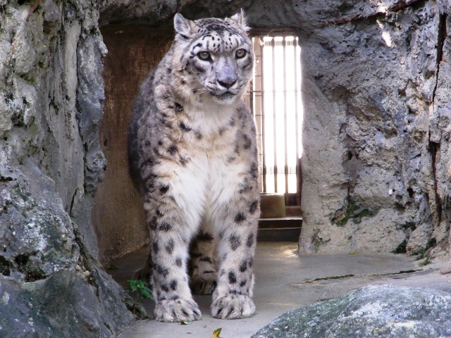 ブログ記事「ユキヒョウのパトラ世界最高齢に！」のサムネイル画像