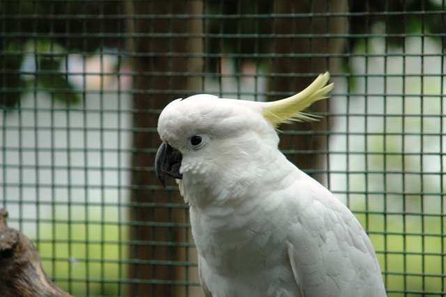 ブログ記事「鳥のきもち」のサムネイル画像