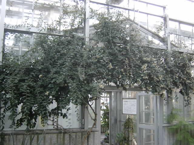 ブログ記事「モクキリンの花が咲きました！」のサムネイル画像