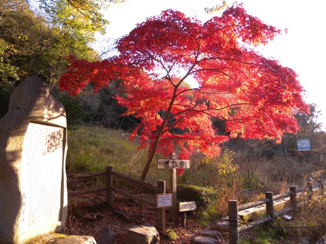 ブログ記事「紅葉が見頃です（第５弾） 湿地園〜日本庭園」のサムネイル画像