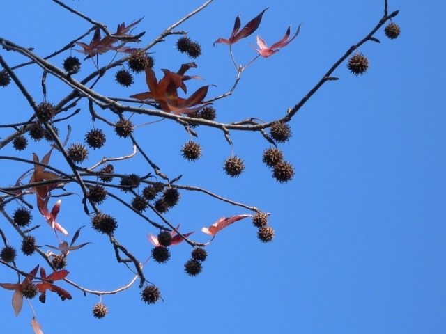 ブログ記事「そろそろ見納め、植物園の紅葉（紅葉情報　最終回）」のサムネイル画像