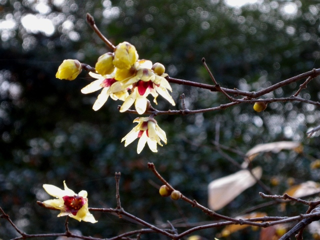 ブログ記事「寒さに負けず、早春の花が咲いています」のサムネイル画像