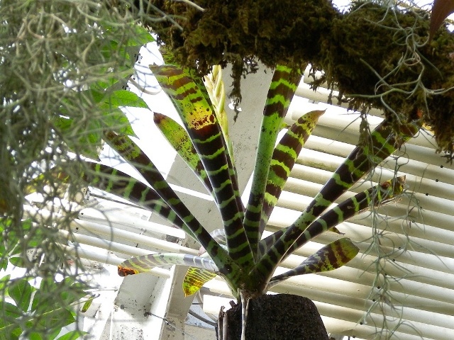 ブログ記事「今年は寅年！ 干支の植物」のサムネイル画像