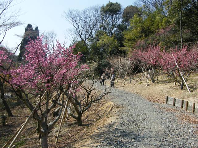 ブログ記事「ウメの花、五分咲き！」のサムネイル画像