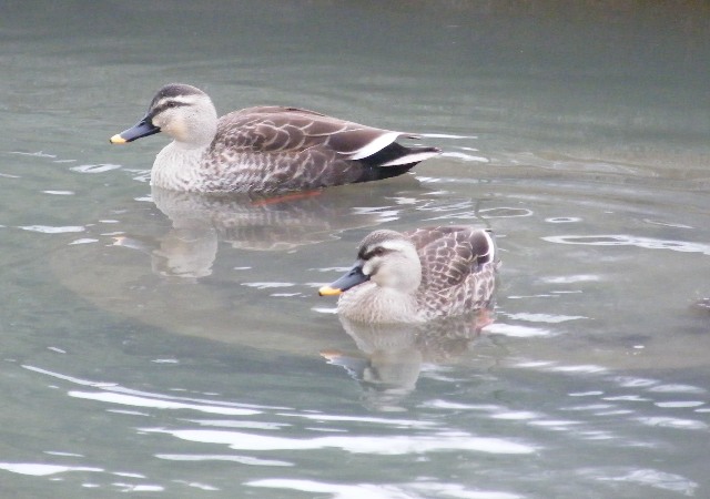 ブログ記事「植物園で見られる鳥たち（２）」のサムネイル画像