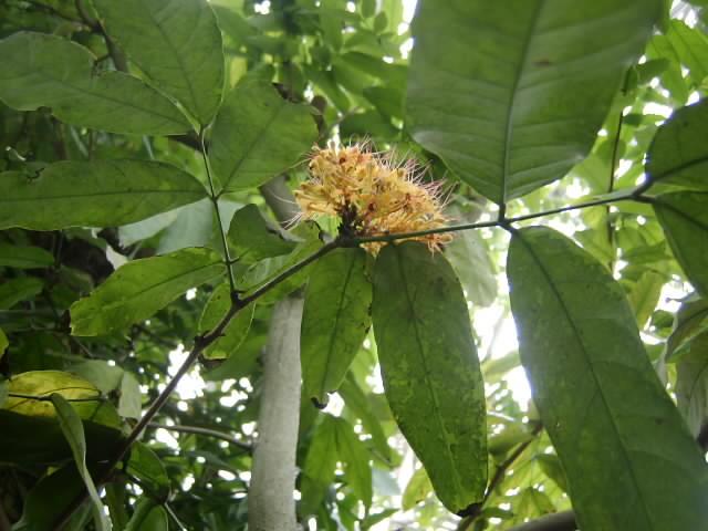 ブログ記事「無憂樹の開花」のサムネイル画像
