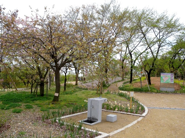 ブログ記事「桜の回廊だより２０１０（５）黄緑色のサクラ」のサムネイル画像