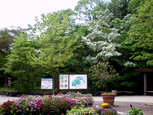 ブログ記事「この木はなんじゃ？」のサムネイル画像