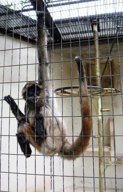 クモザルの尻尾 オフィシャルブログ 東山動植物園