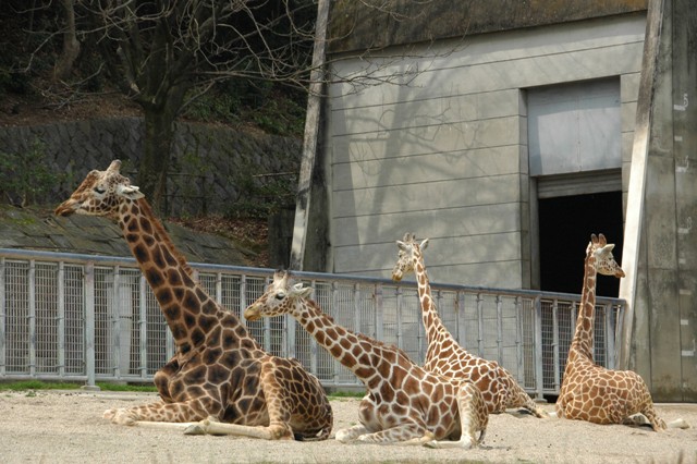 ブログ記事「ナイトＺＯＯ　楽しみ方のヒント?A」のサムネイル画像
