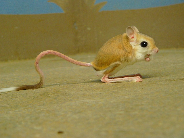 ブログ記事「トビネズミ見に来てね」のサムネイル画像