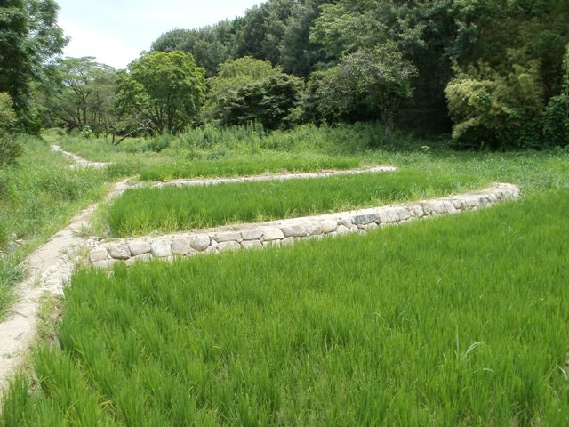 ブログ記事「田んぼその後（２）〜平和公園くらしの森〜」のサムネイル画像