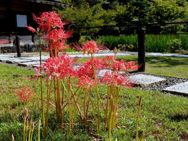 ブログ記事「お彼岸といえばこの花！」のサムネイル画像