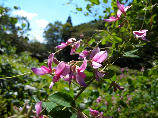 ブログ記事「初秋の花が咲いています！」のサムネイル画像
