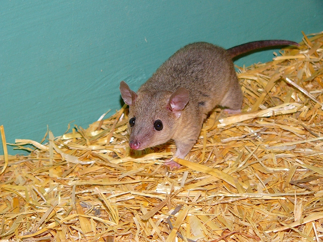 ブログ記事「夜行性動物コーナーの新顔たち」のサムネイル画像