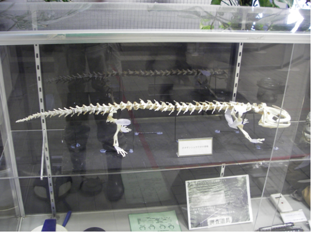 ブログ記事「オオサンショウウオ展での苦労」のサムネイル画像