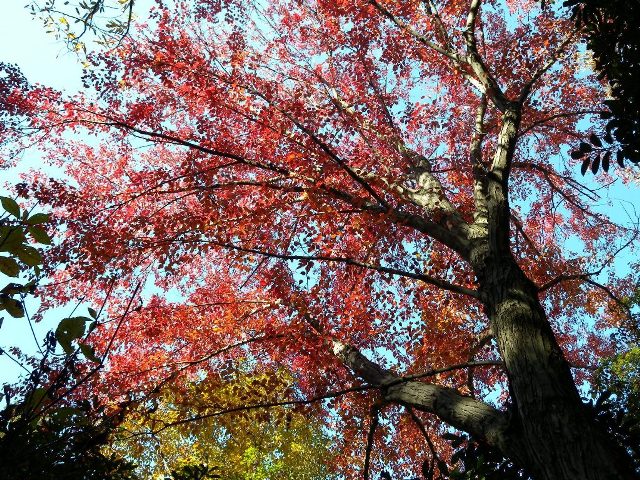 ブログ記事「紅葉情報2010（４） 紅葉の美しい木」のサムネイル画像