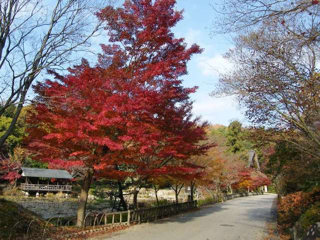 ブログ記事「紅葉情報2010（７）まだ間に合います！」のサムネイル画像