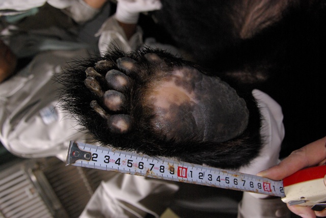 ブログ記事「ツキノワグマが1頭移動しました」のサムネイル画像