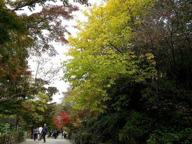 ブログ記事「紅葉情報2010（２）黄葉もきれいです」のサムネイル画像