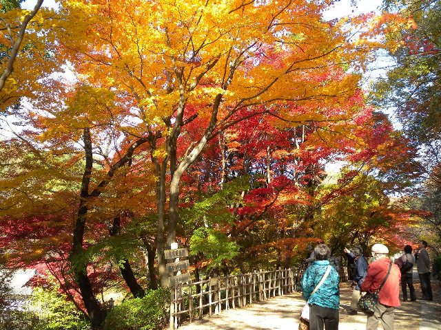ブログ記事「紅葉情報2010（６）也有園も見事です！」のサムネイル画像